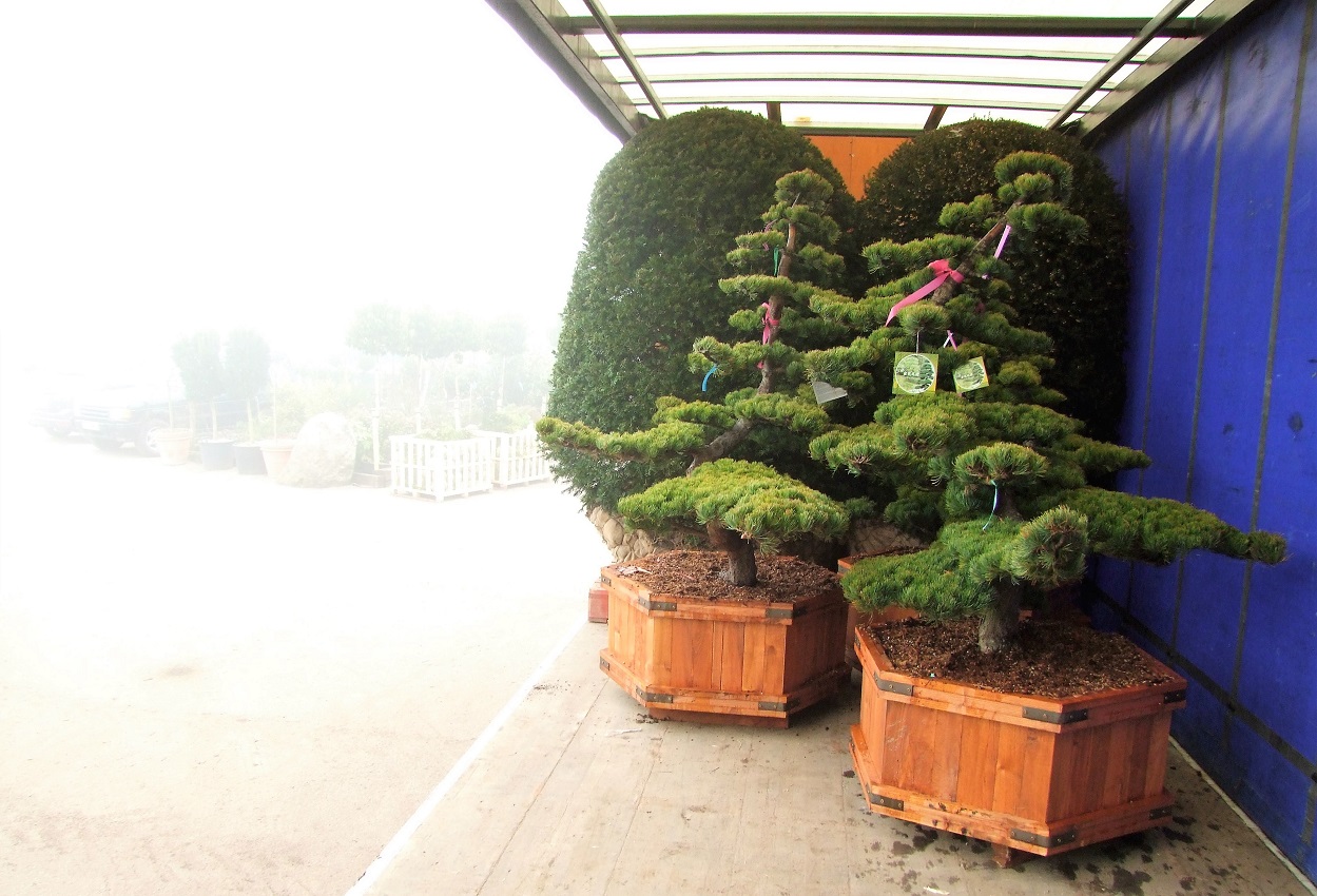 Wholesale topiary plants on a truck at Kingsdown Nurseries.