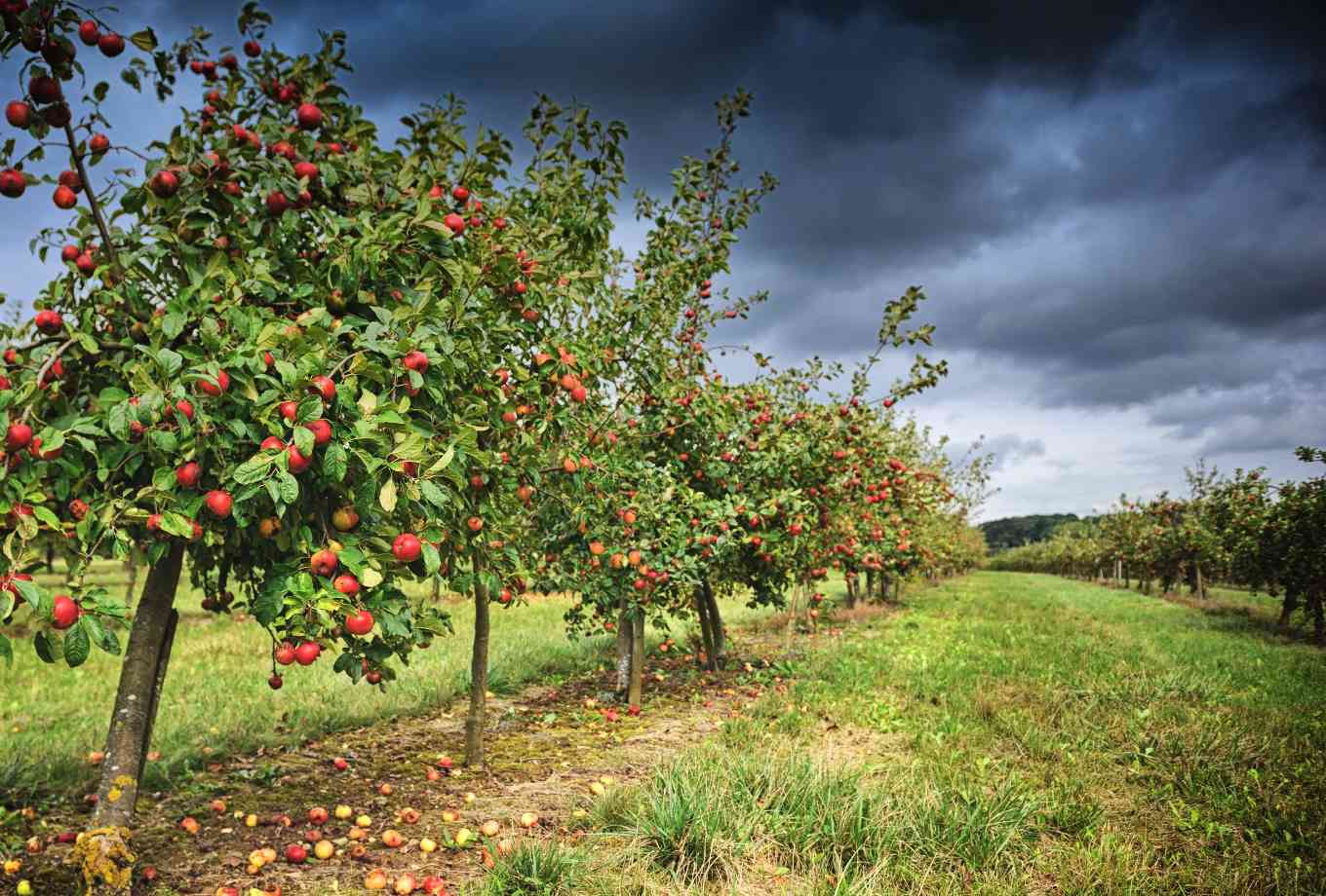 Producteurs d'arbres fruitiers spécialisés au Royaume-Uni