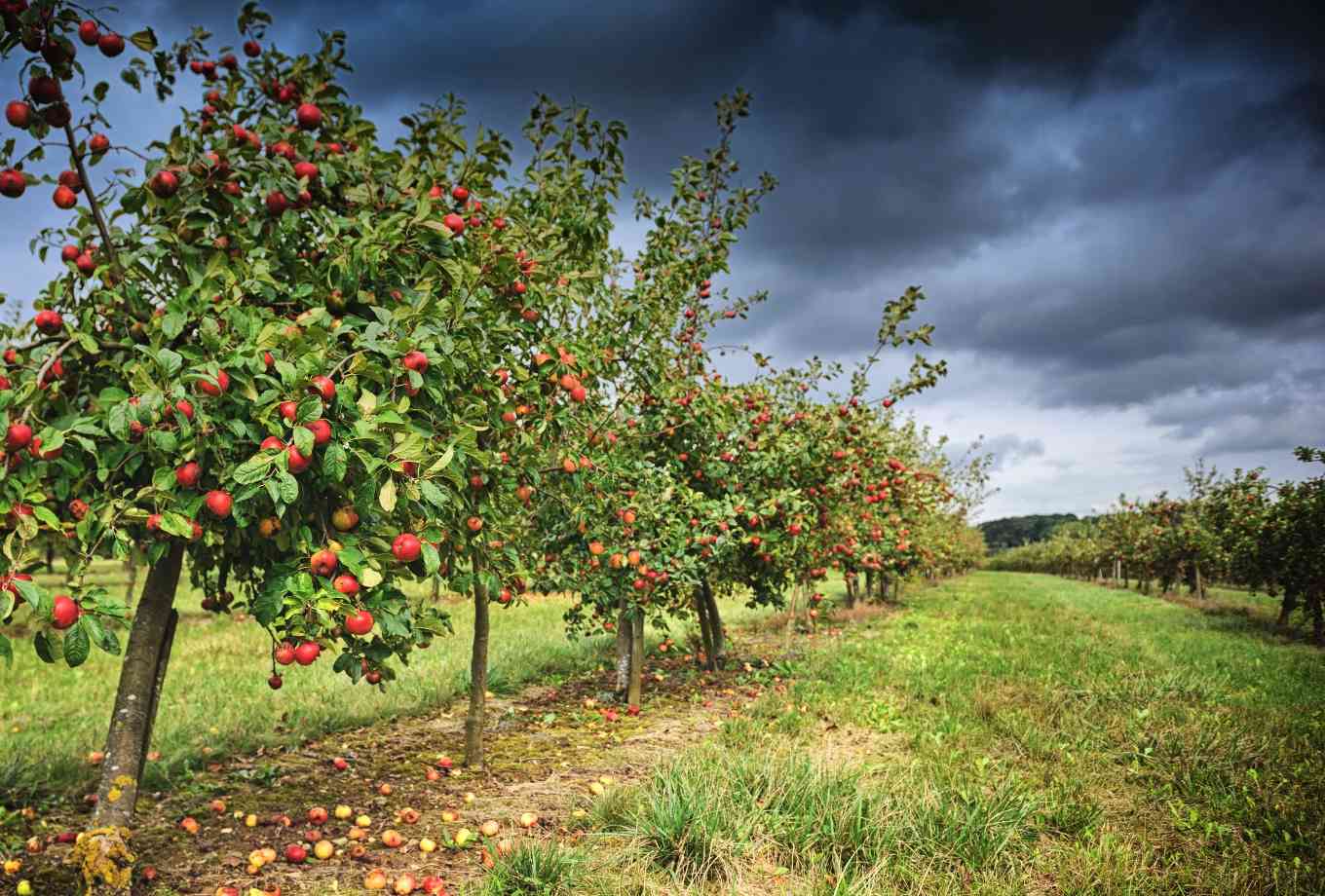 Wholesale Fruit Trees | Apple, Cherry, Apricot | Kingsdown Nurseries