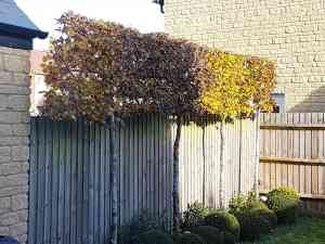 Pleached hornbeam in situ blocking out neighbours windows