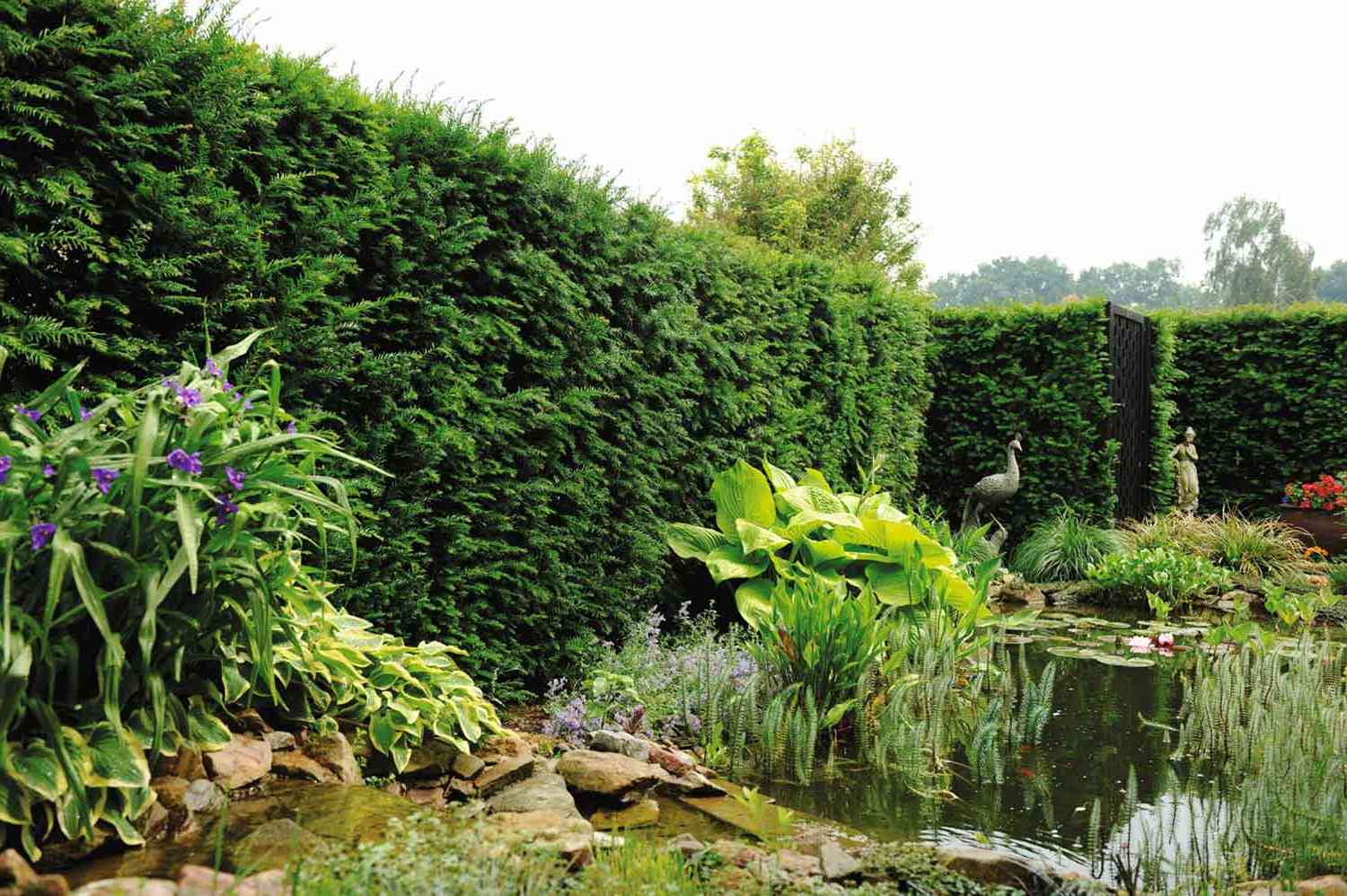 Taxus Hedging Units