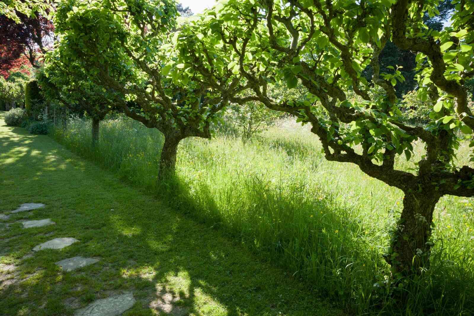 Mature Fruit Trees