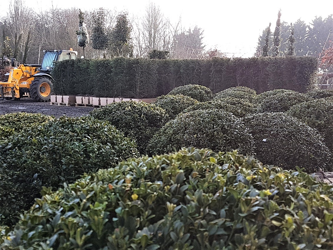 Instant yew hedge plants in the background with Box balls in the fore ground