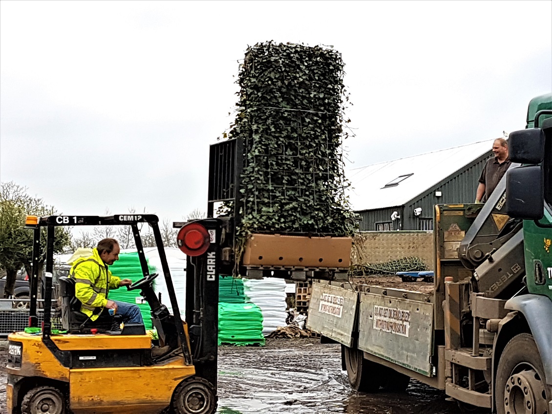 Lyndon Read loading up some instant Ivy Hedge troughs