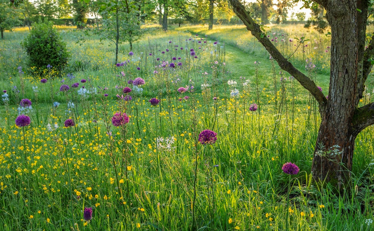 Allium flowers in long grass