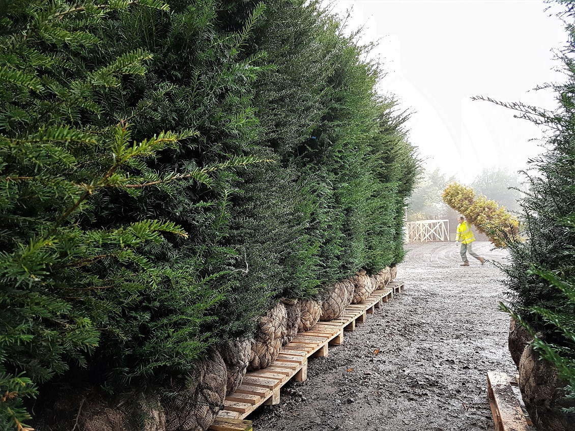 Topy quality Taxus baccata hedging plants with Ducan Mason in the background guiding a large Hornbeam instant hedging unit