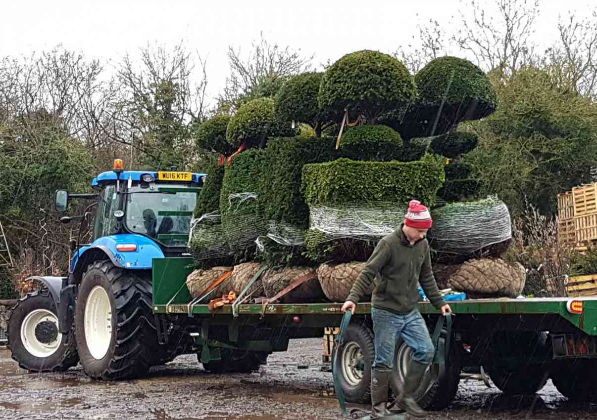 A tractor and trailer load of top quality topiary nearly ready for delivery