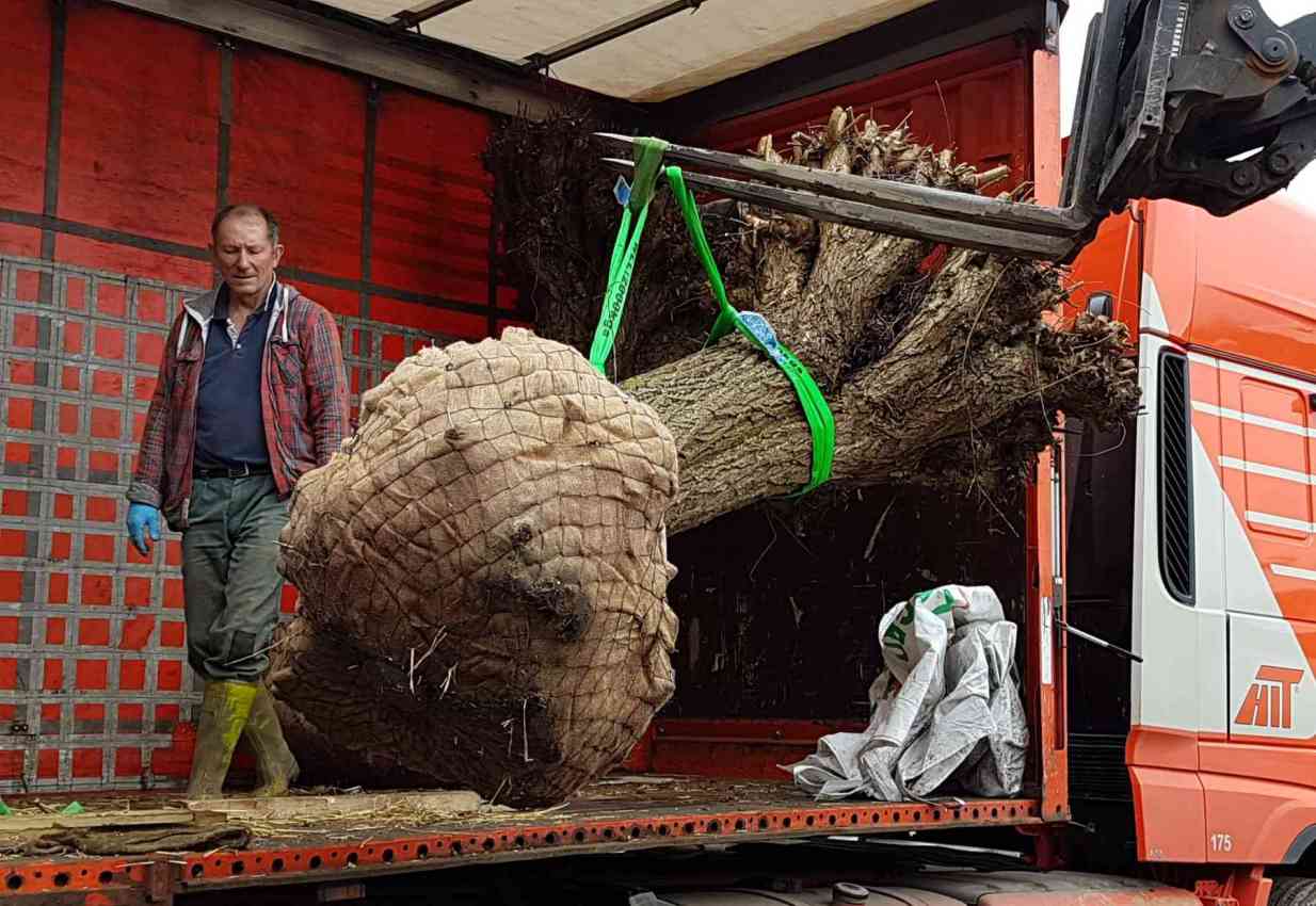 A large White Willow being off-loaded at Kingsdown