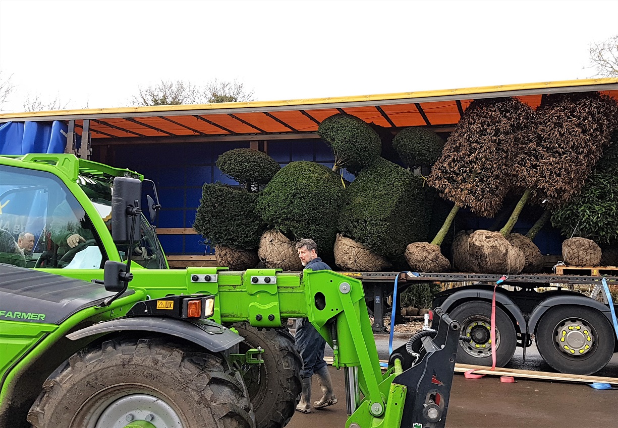 Terry and Peter from the operations team dealing with a nice batch of mixed topiary plants