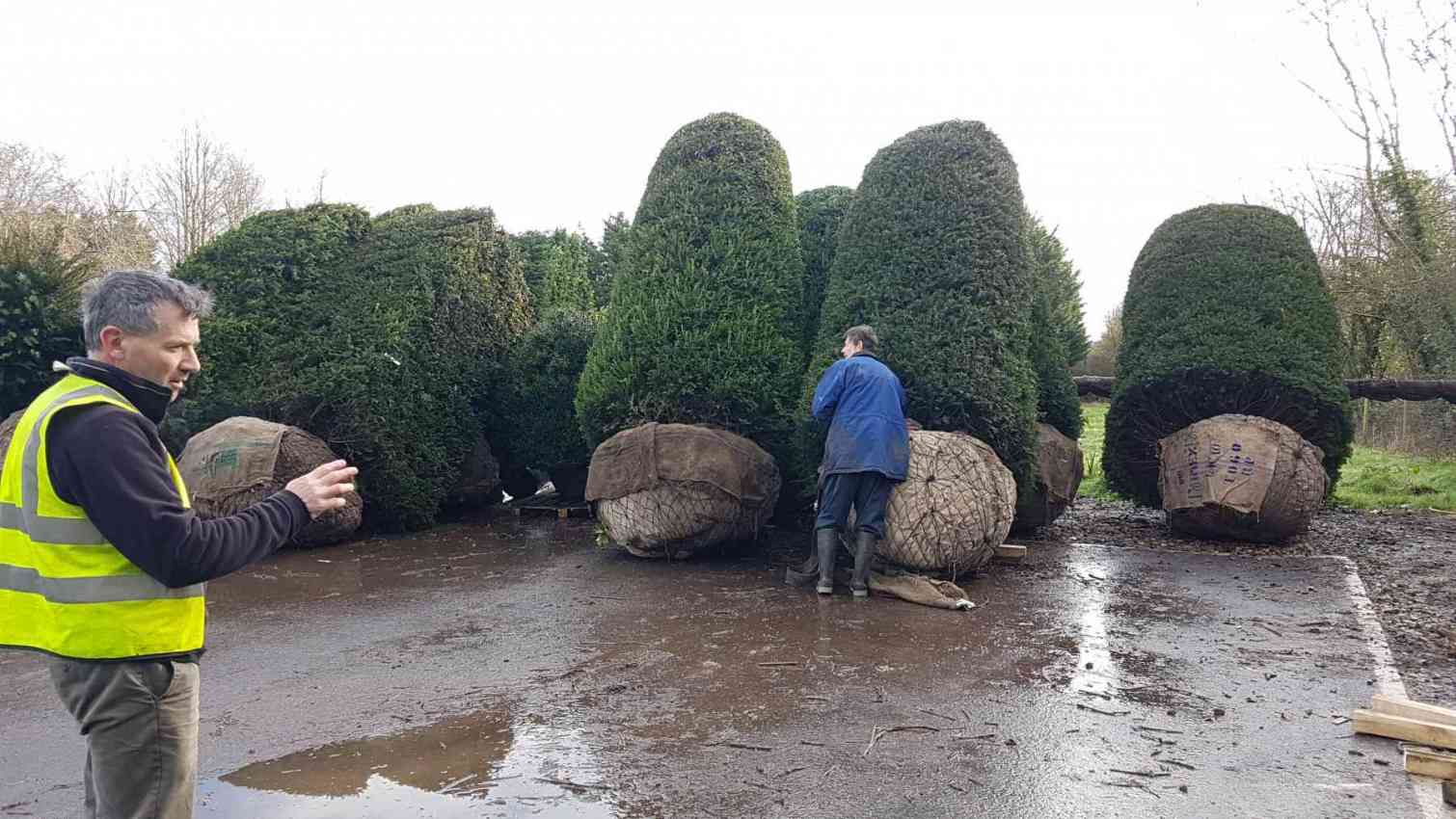Yew columns and beehive topiary plants at Kingsdown