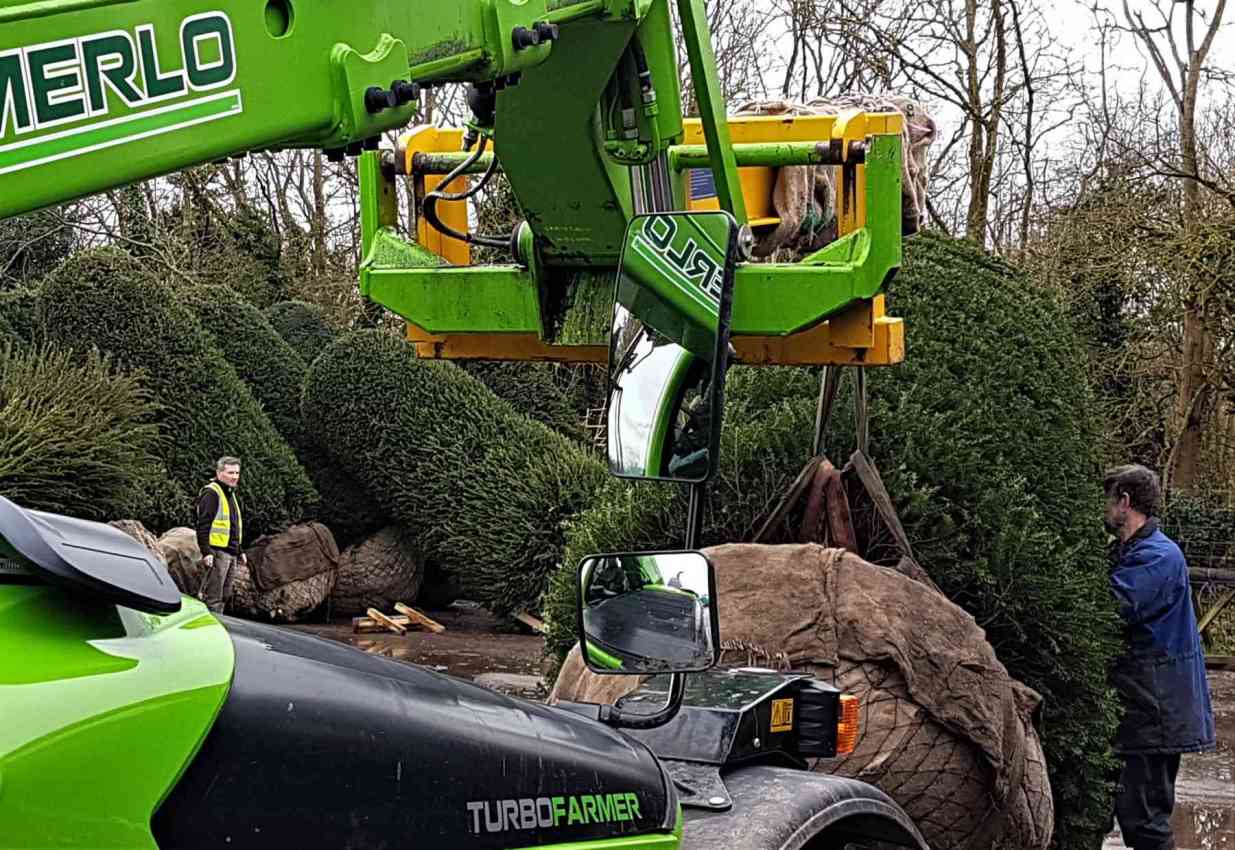 Very mature Yew Topiary beehives being moved arround at one of our yards