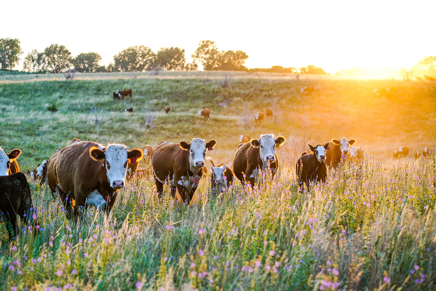 A curious herd of cattle peering over long grass on a late summer evening