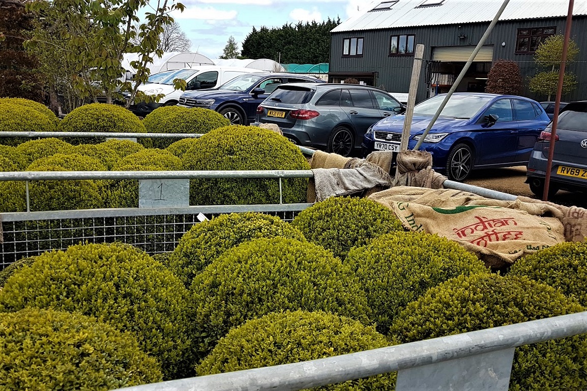 Crates of Buxus balls awaiting delivery