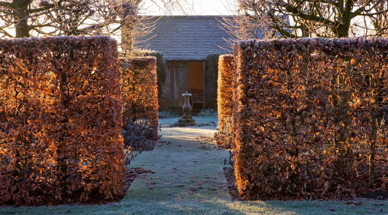 Instant Fagus wholesale hedging with the early morning sunshine lighting up the leaves