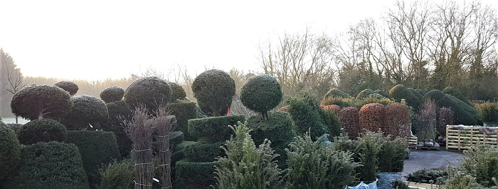 A sellection of large topiary plants in a yard at Kingsdown Nurseries, a wholesale plant nursery based in Swindon, Wiltshire.