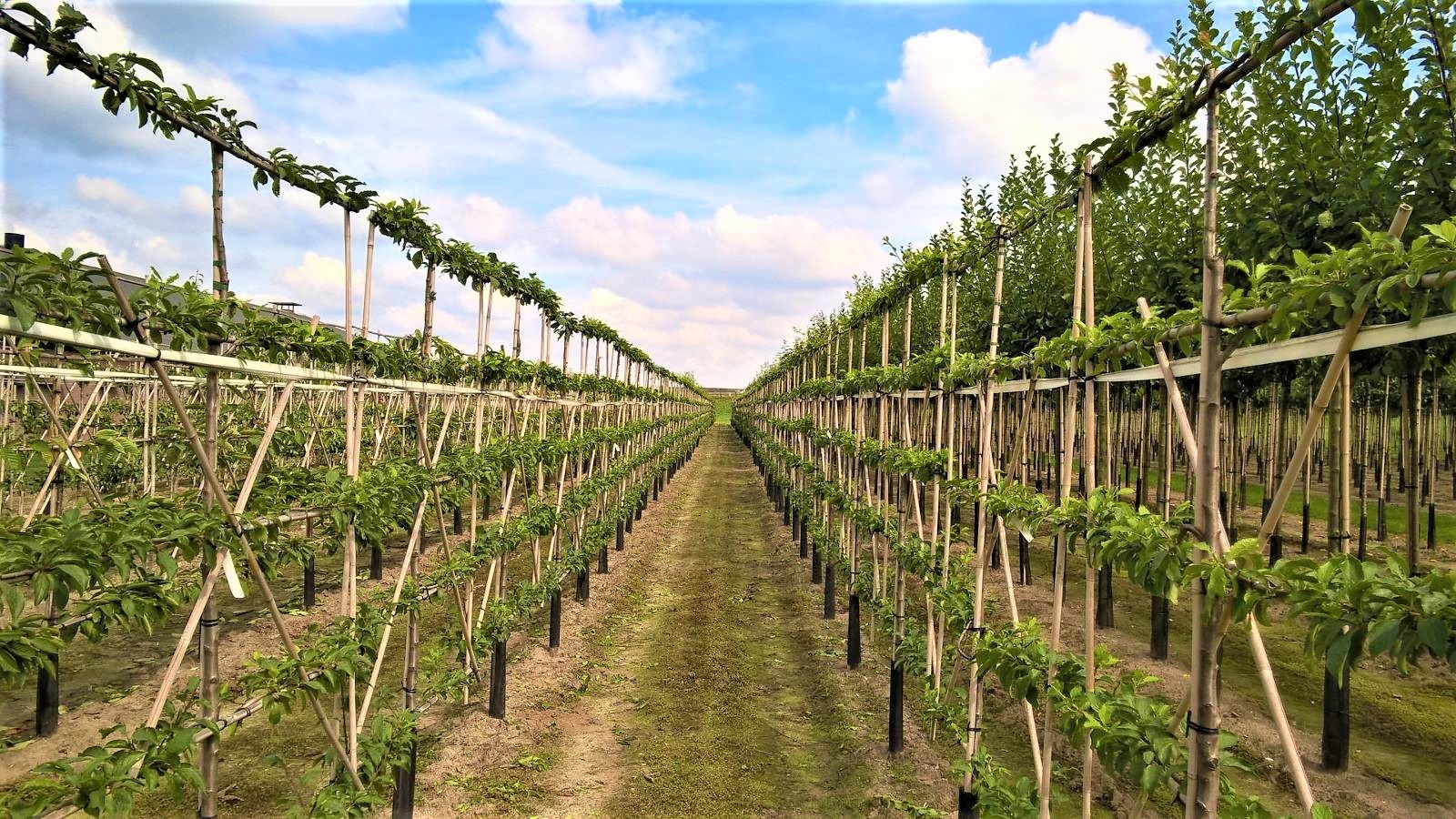 Kingsdown Espalier Fruit Trees